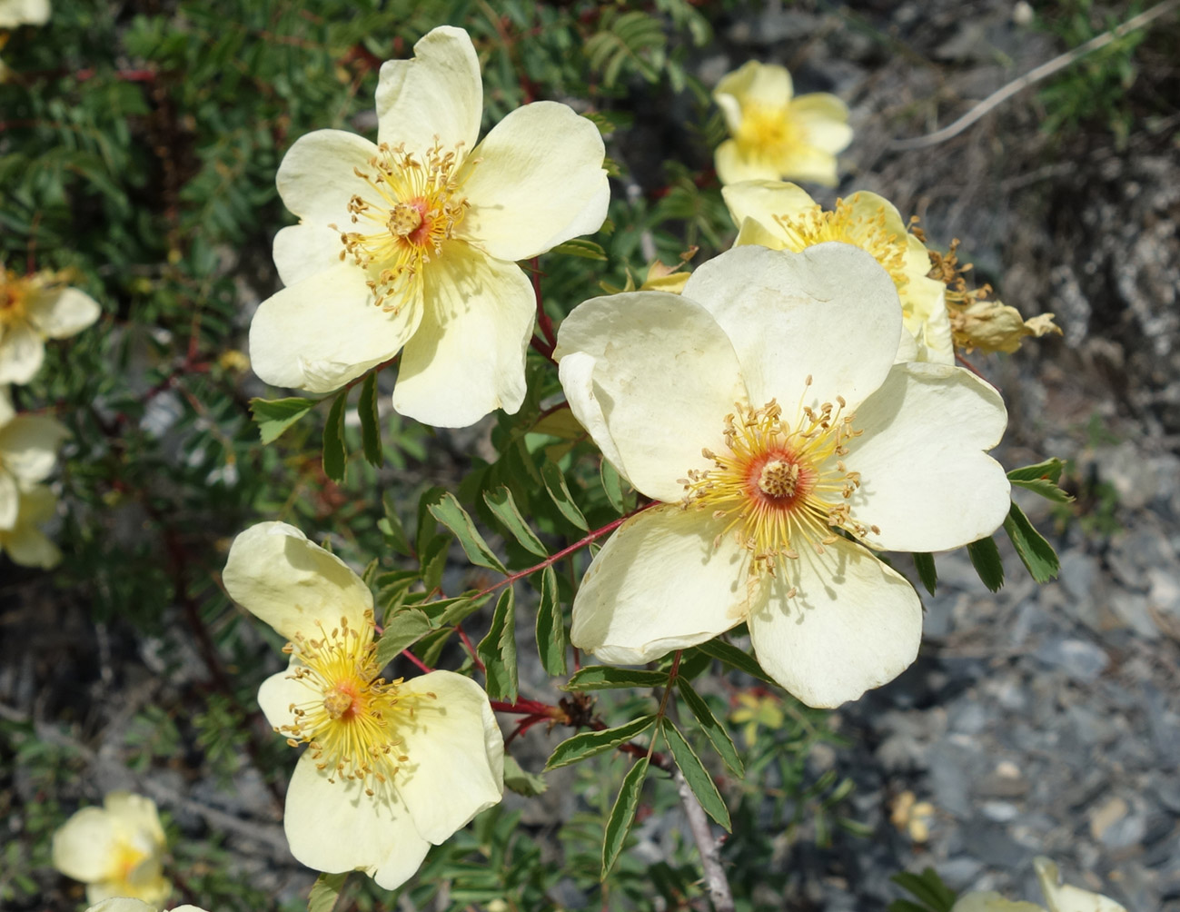 Image of Rosa platyacantha specimen.