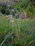 genus Stipa. Цветущие растения. Алтай, Онгудайский р-н, низовья р. Урсул, ≈ 600 м н.у.м., степной склон. 10.06.2019.