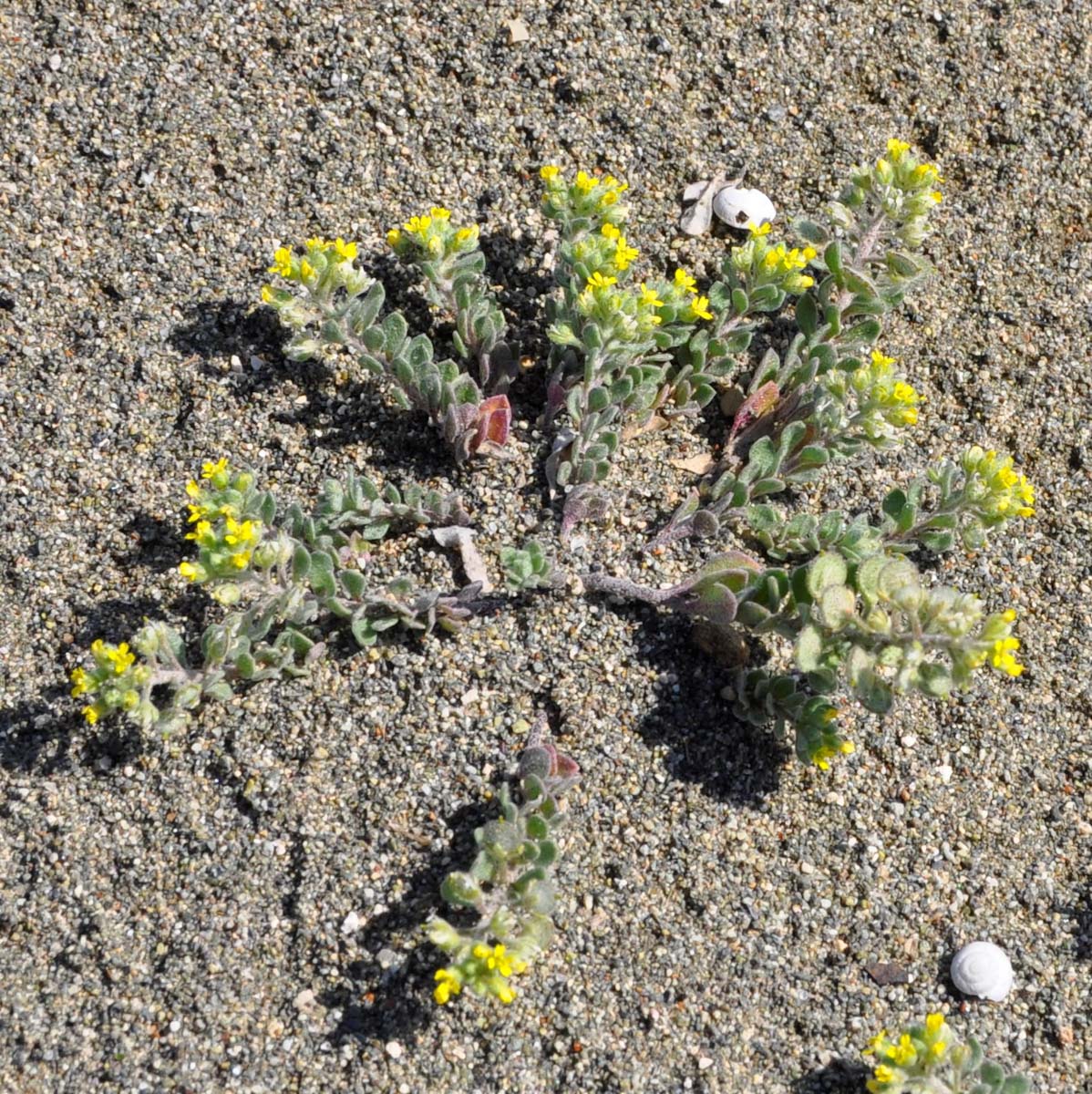 Изображение особи Alyssum strigosum.