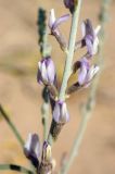 Astragalus karakugensis