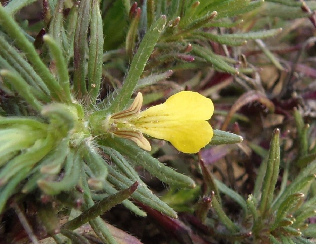 Image of Ajuga chia specimen.