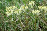 Pedicularis lapponica