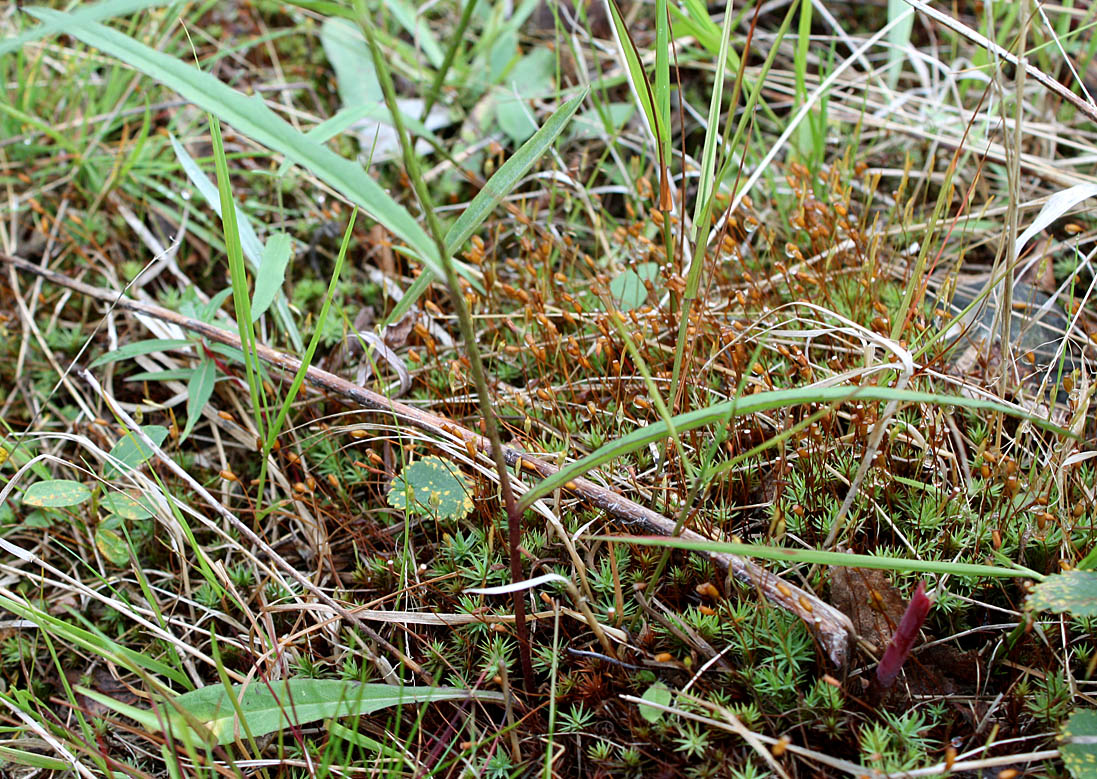 Image of Hieracium dolabratum specimen.