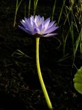 род Nymphaea