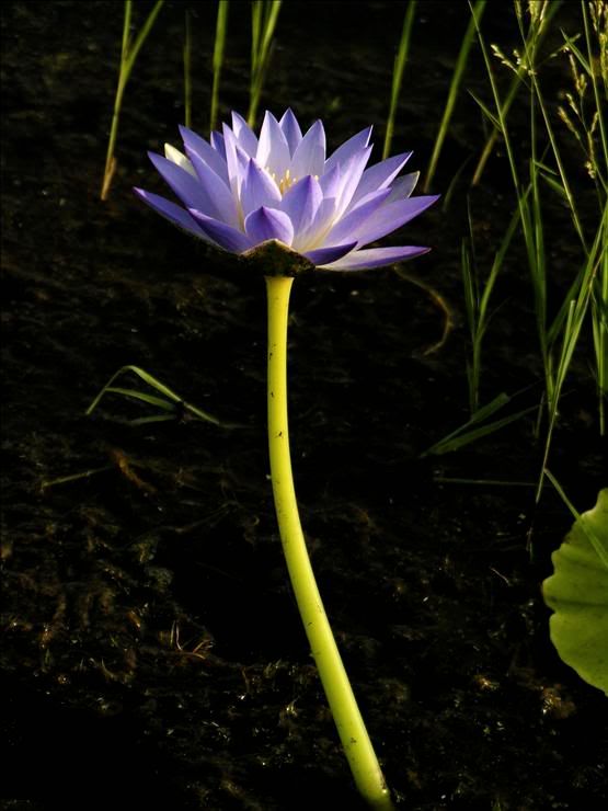 Image of genus Nymphaea specimen.