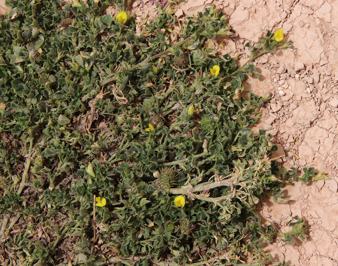 Image of Medicago polymorpha specimen.