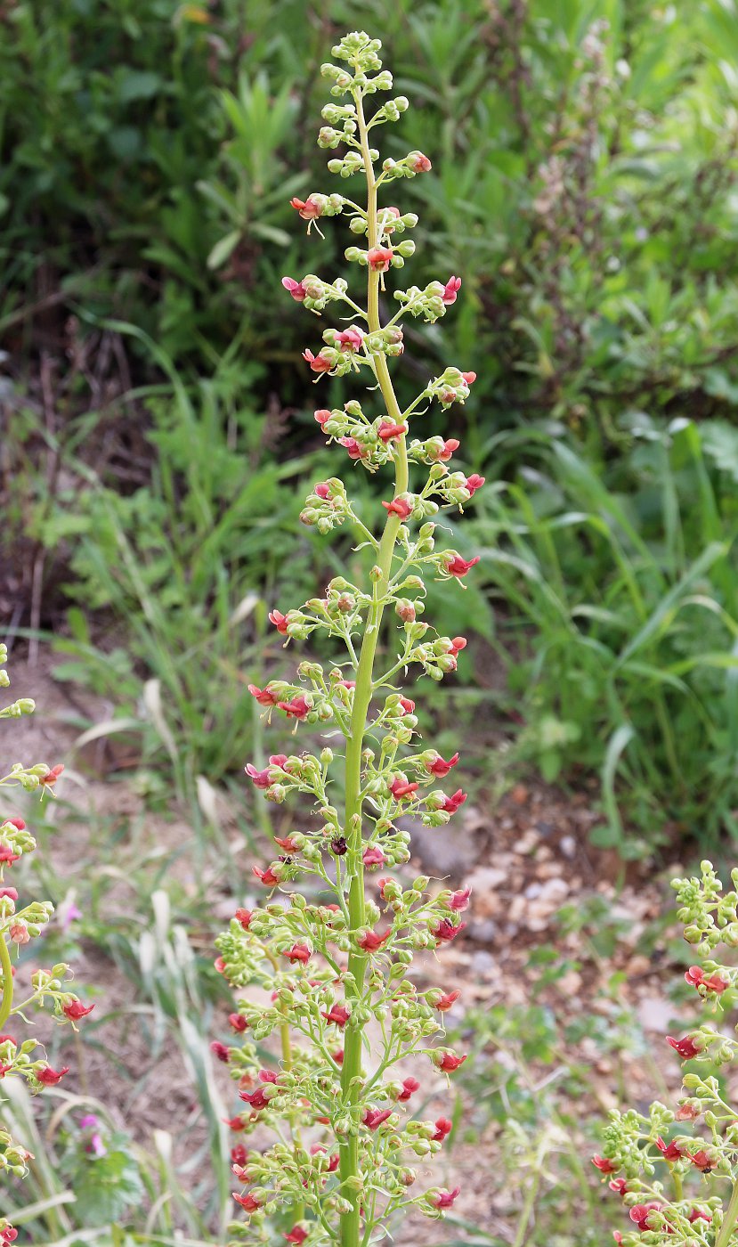 Изображение особи Scrophularia rubricaulis.