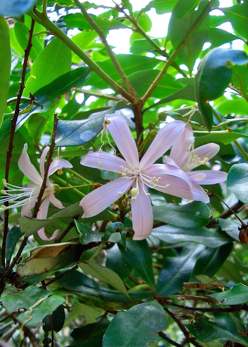Image of Bejaria aestuans specimen.