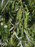 Salix alba