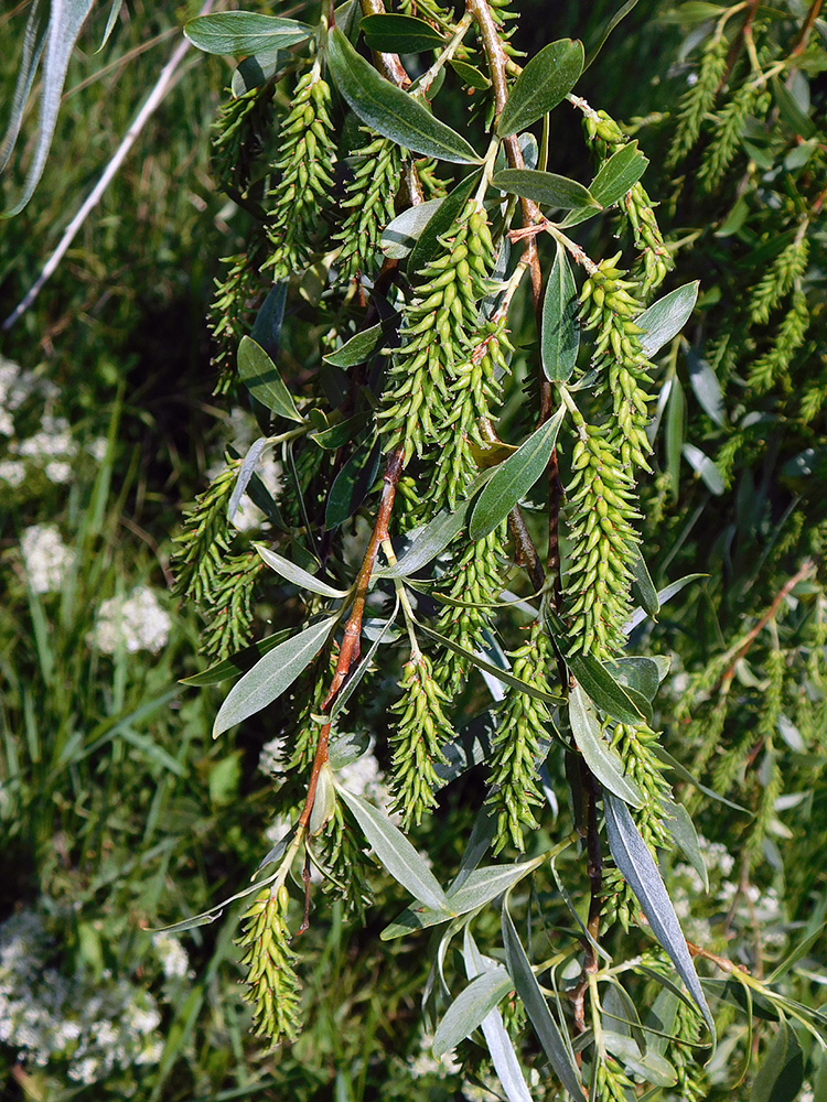 Image of Salix alba specimen.