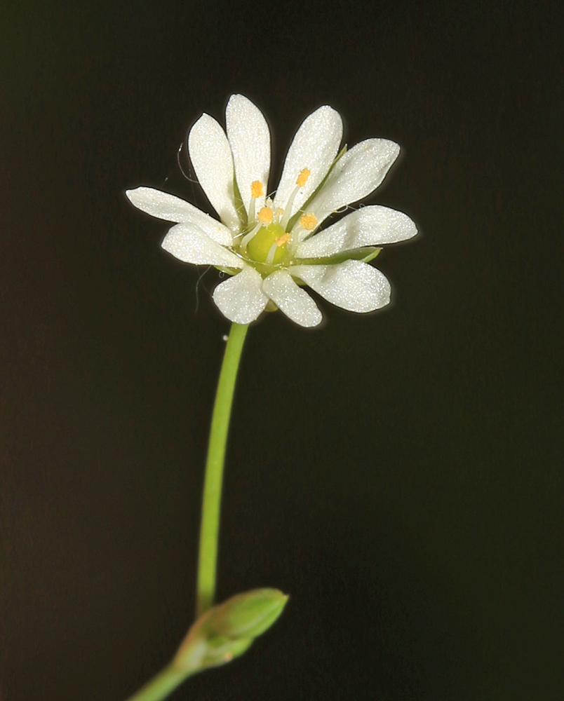 Изображение особи Stellaria undulata.