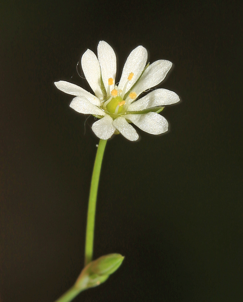 Image of Stellaria undulata specimen.