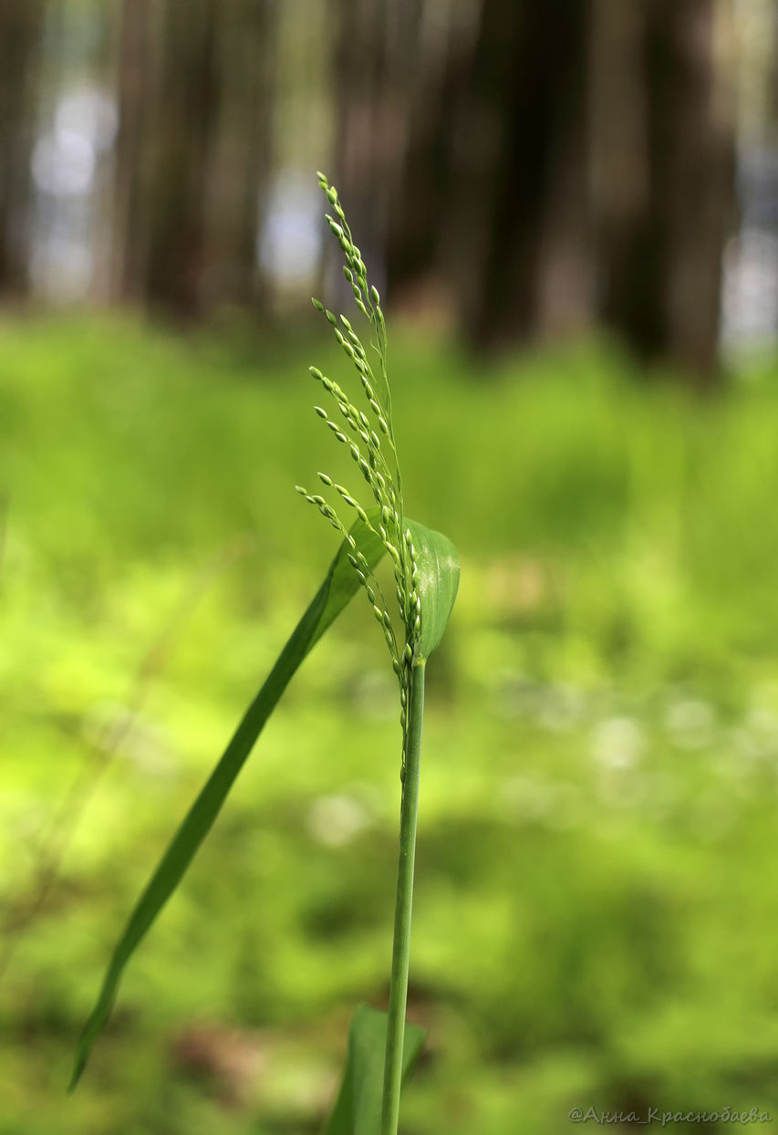 Изображение особи Milium effusum.