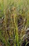 Rhynchospora alba. Верхушки побегов плодоносящего растения. Окр. Архангельска, болото. 28.08.2010.