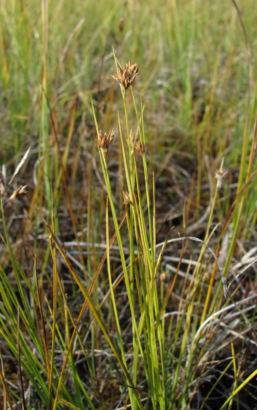 Изображение особи Rhynchospora alba.