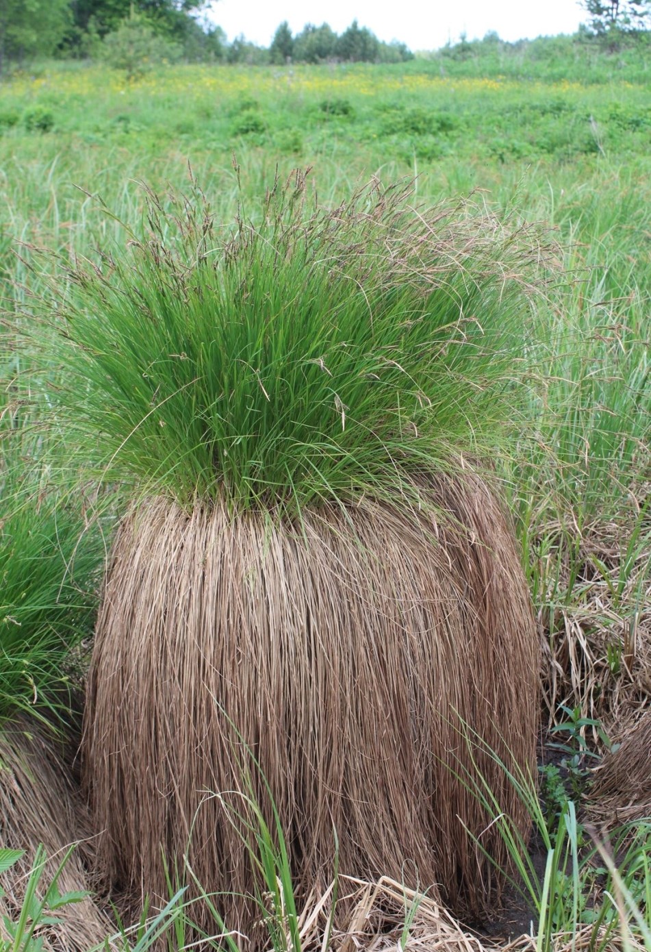 Изображение особи Carex juncella.