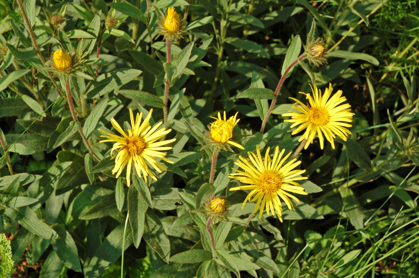 Image of Inula hirta specimen.