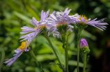 Symphyotrichum novi-belgii