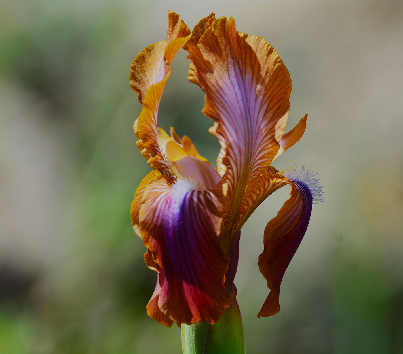 Image of Iris stolonifera specimen.
