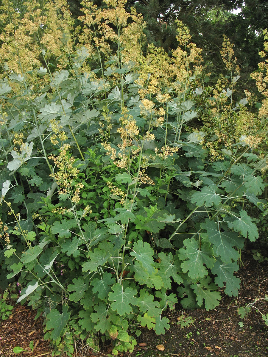 Изображение особи Macleaya &times; kewensis.