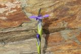 Gentianopsis barbata. Цветок и бутон. Республика Алтай, Ябоганский перевал, небольшой луг. 27.07.2020.