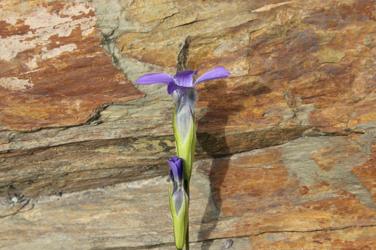 Image of Gentianopsis barbata specimen.