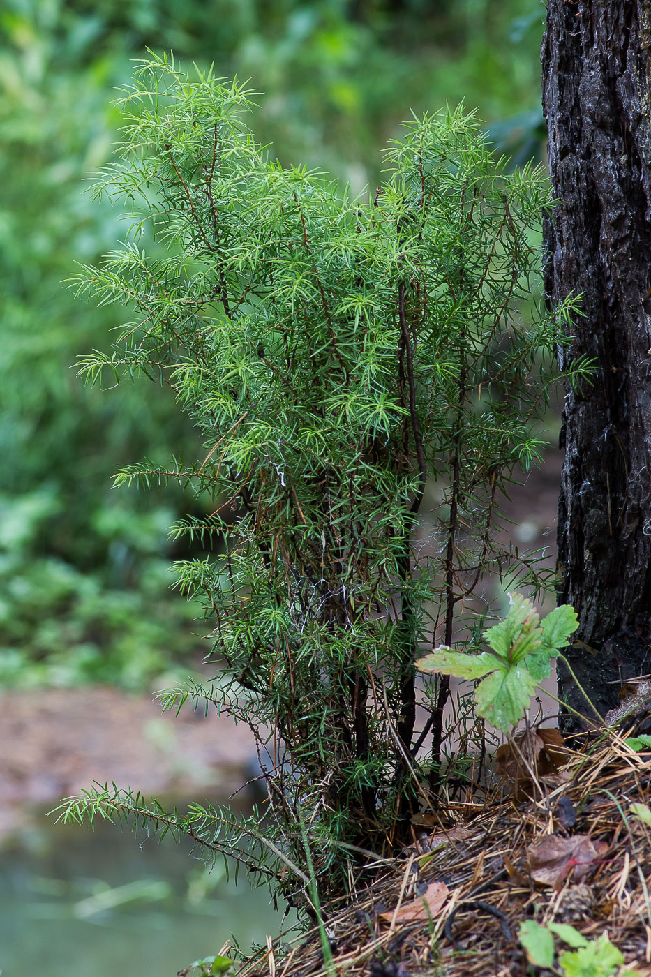 Изображение особи Juniperus communis.