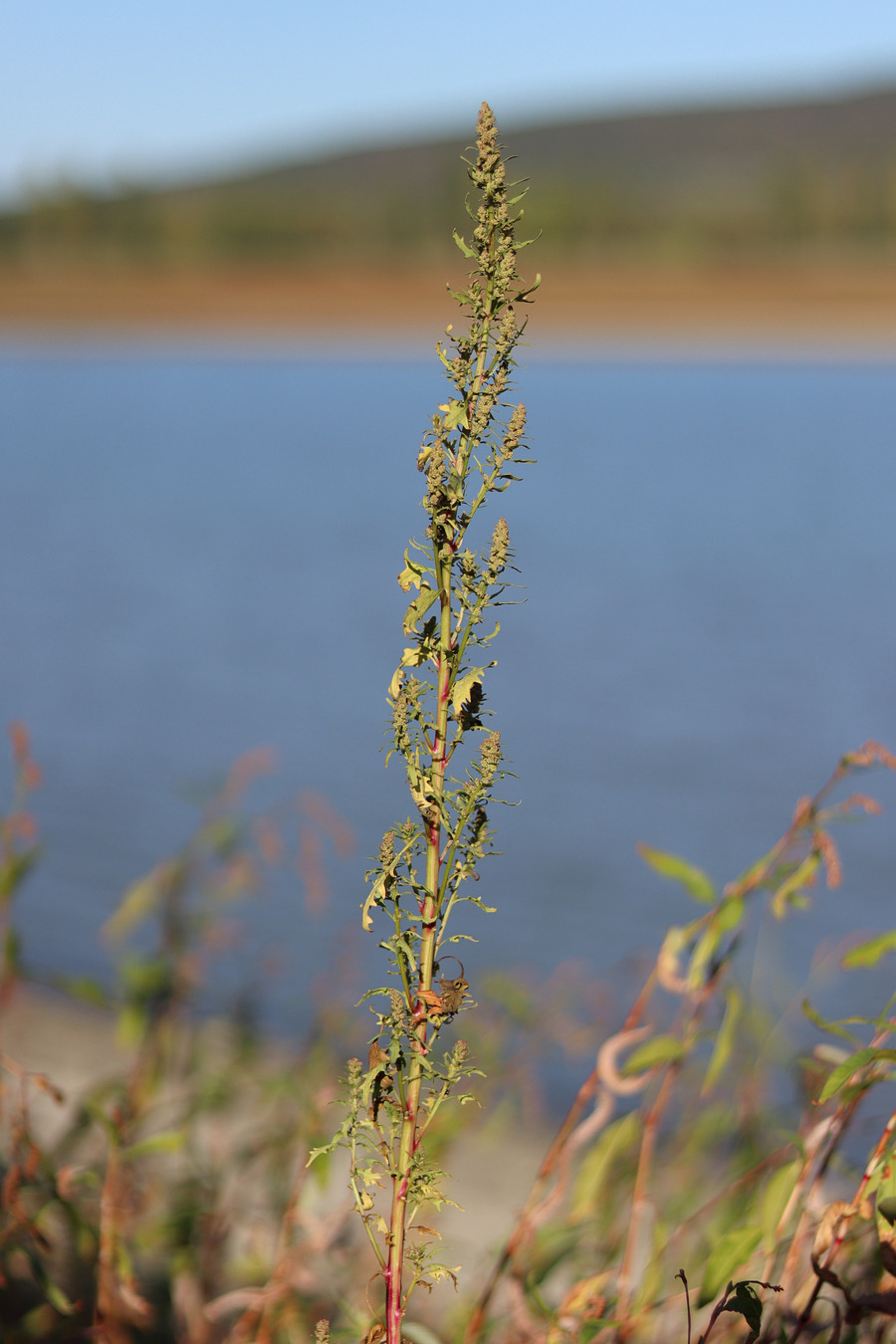 Image of Oxybasis rubra specimen.