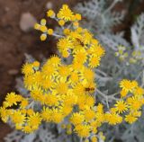 Senecio cineraria