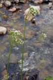 Valeriana alliariifolia