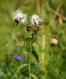 Centaurea phrygia