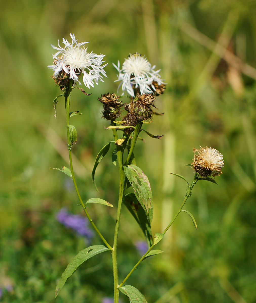 Изображение особи Centaurea phrygia.