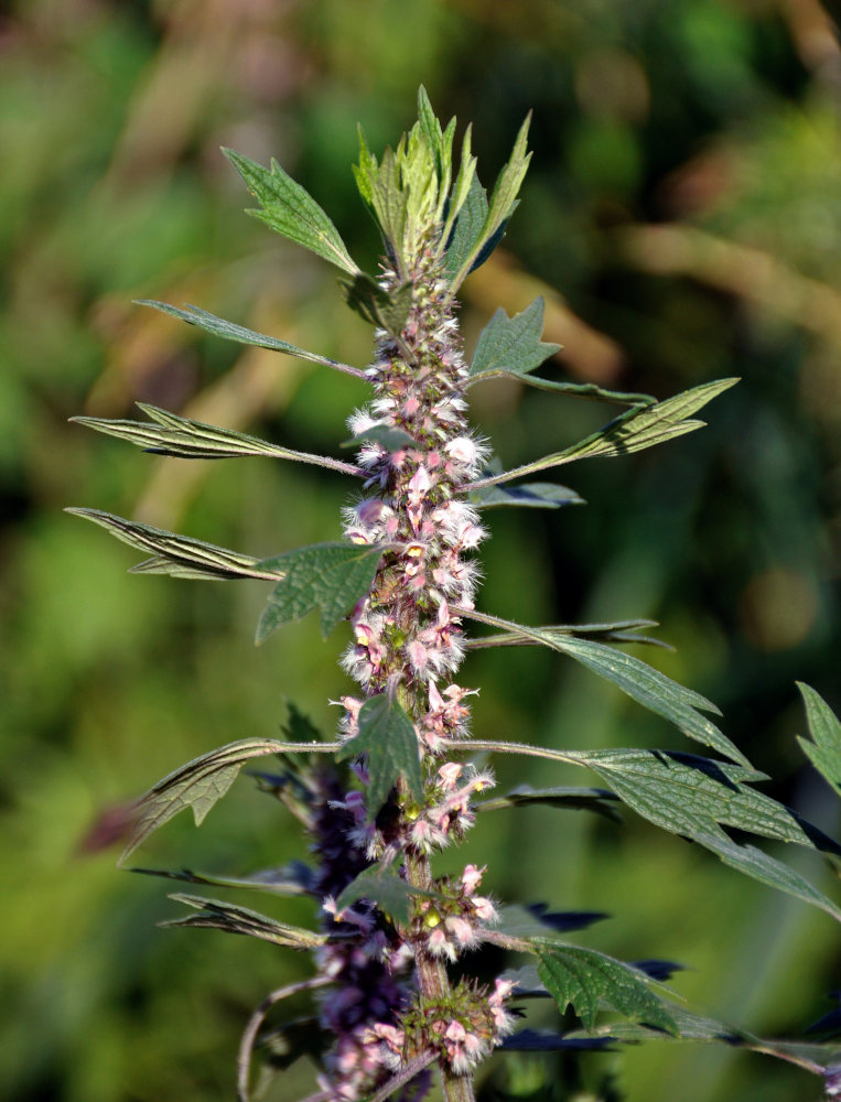 Изображение особи Leonurus quinquelobatus.