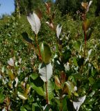 Salix phylicifolia