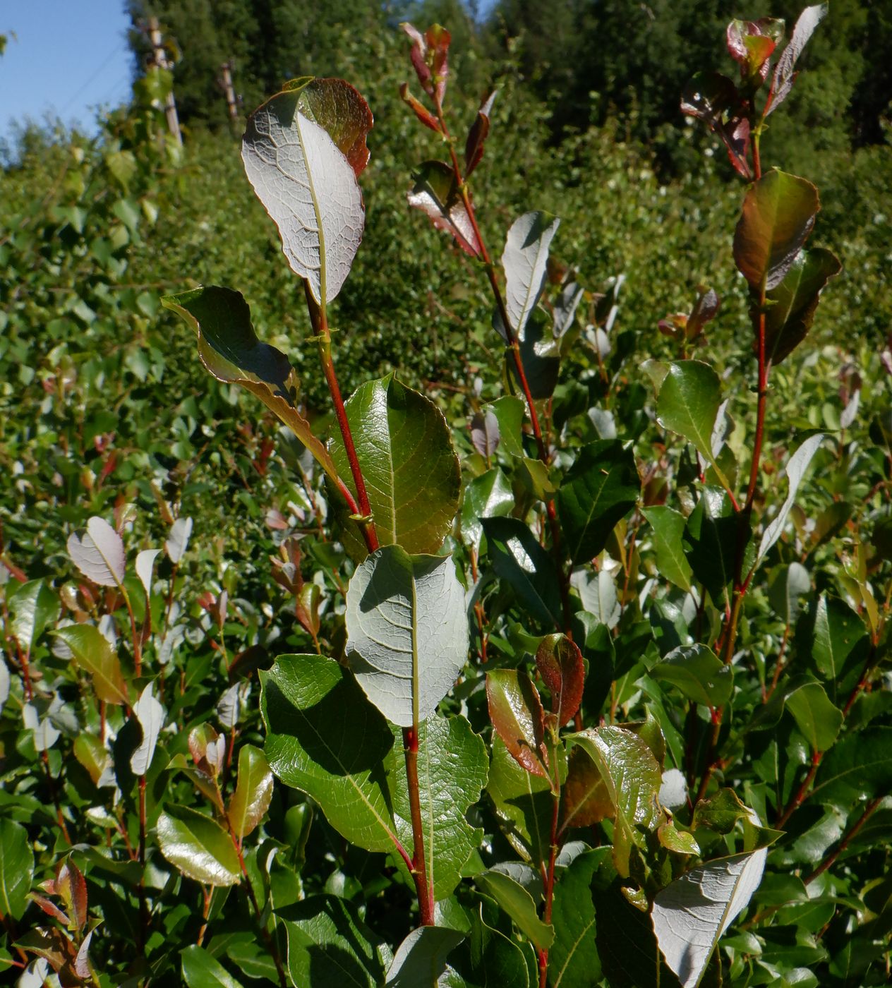 Изображение особи Salix phylicifolia.