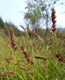 Carex laevissima. Верхушки растения со зрелыми соплодиями. Магаданская обл., окр. г. Магадан, ост. \"Аммональная\", около лесной тропы. 10.08.2020.