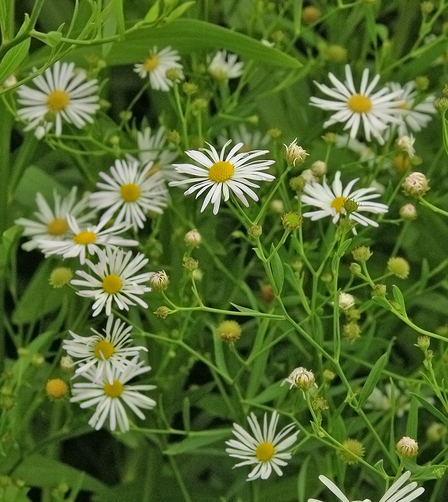 Image of Boltonia asteroides specimen.