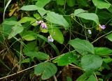 Vicia unijuga. Цветущее растение на влажном лугу. Приморский край, Ольгинский р-н, 6 км Ю-В с. Милоградово, бух. Красная Скала. 12.08.2009.