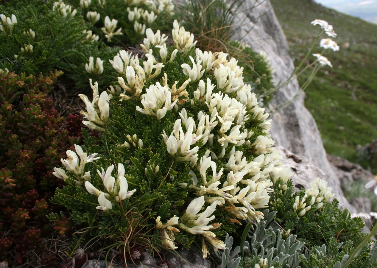 Image of Astragalus angustifolius specimen.