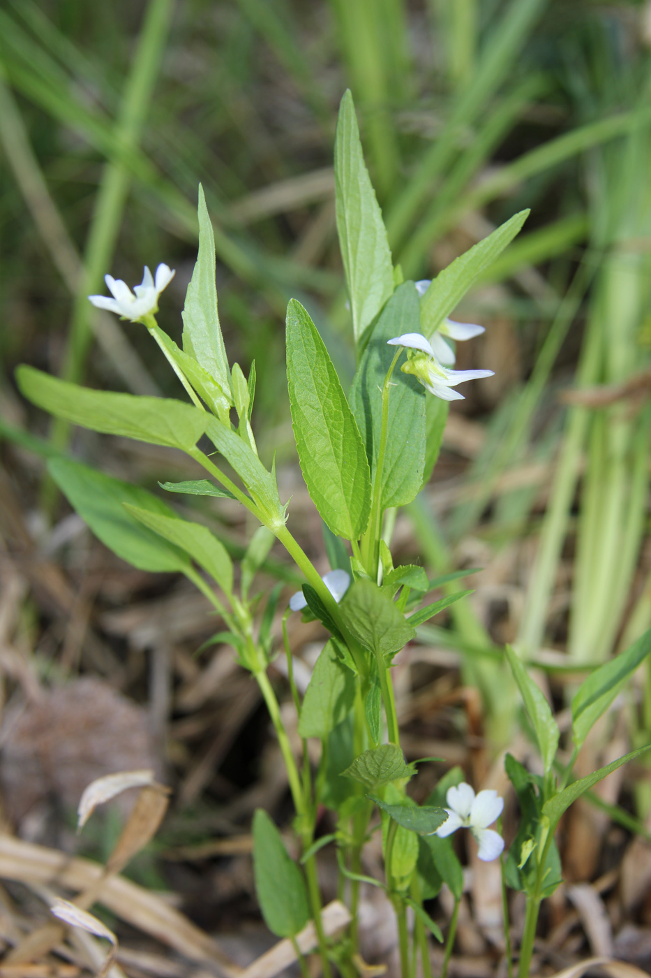 Image of genus Viola specimen.