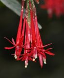 Fuchsia boliviana. Соцветие. Перу, регион Куско, провинция Урубамба, окр. археологического комплекса \"Machu-Picchu\", обочина дороги к археологическому комплексу. 16.10.2019.