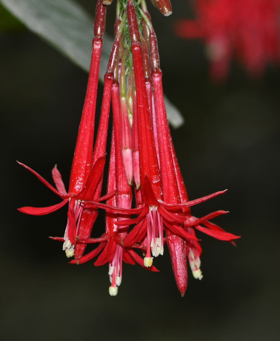 Image of Fuchsia boliviana specimen.