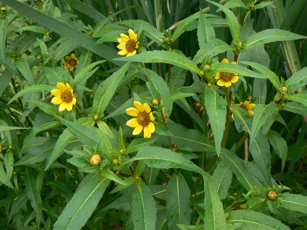 Image of Bidens cernua var. radiata specimen.