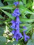 Gentiana asclepiadea