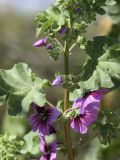 Malva arborea