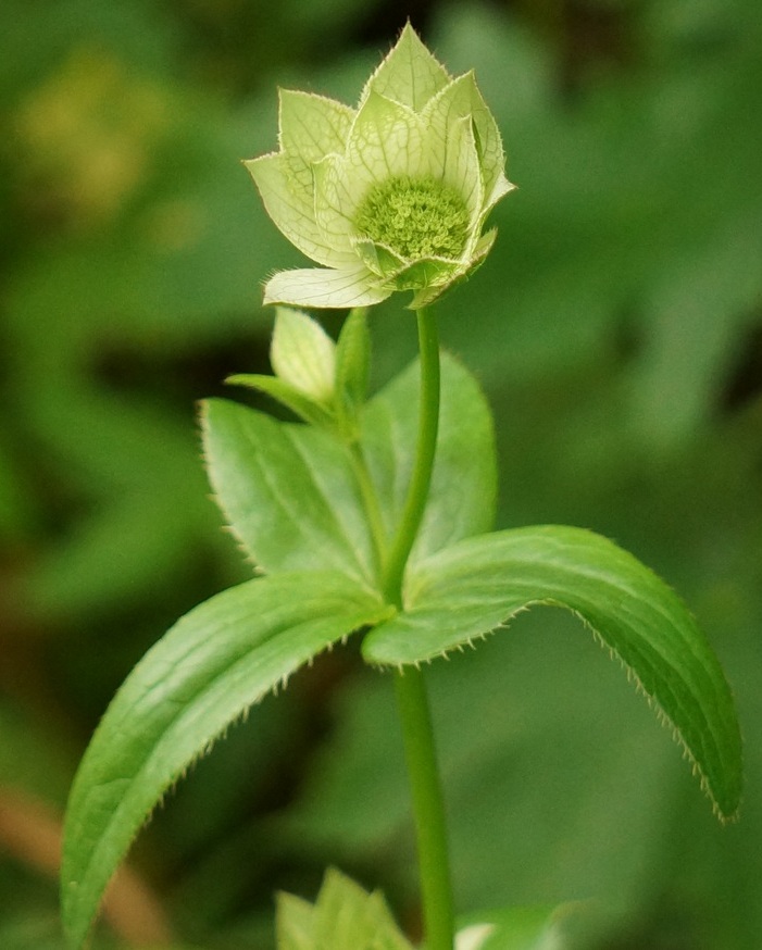 Image of Astrantia maxima specimen.