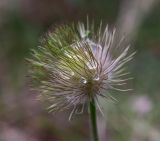 Pulsatilla pratensis