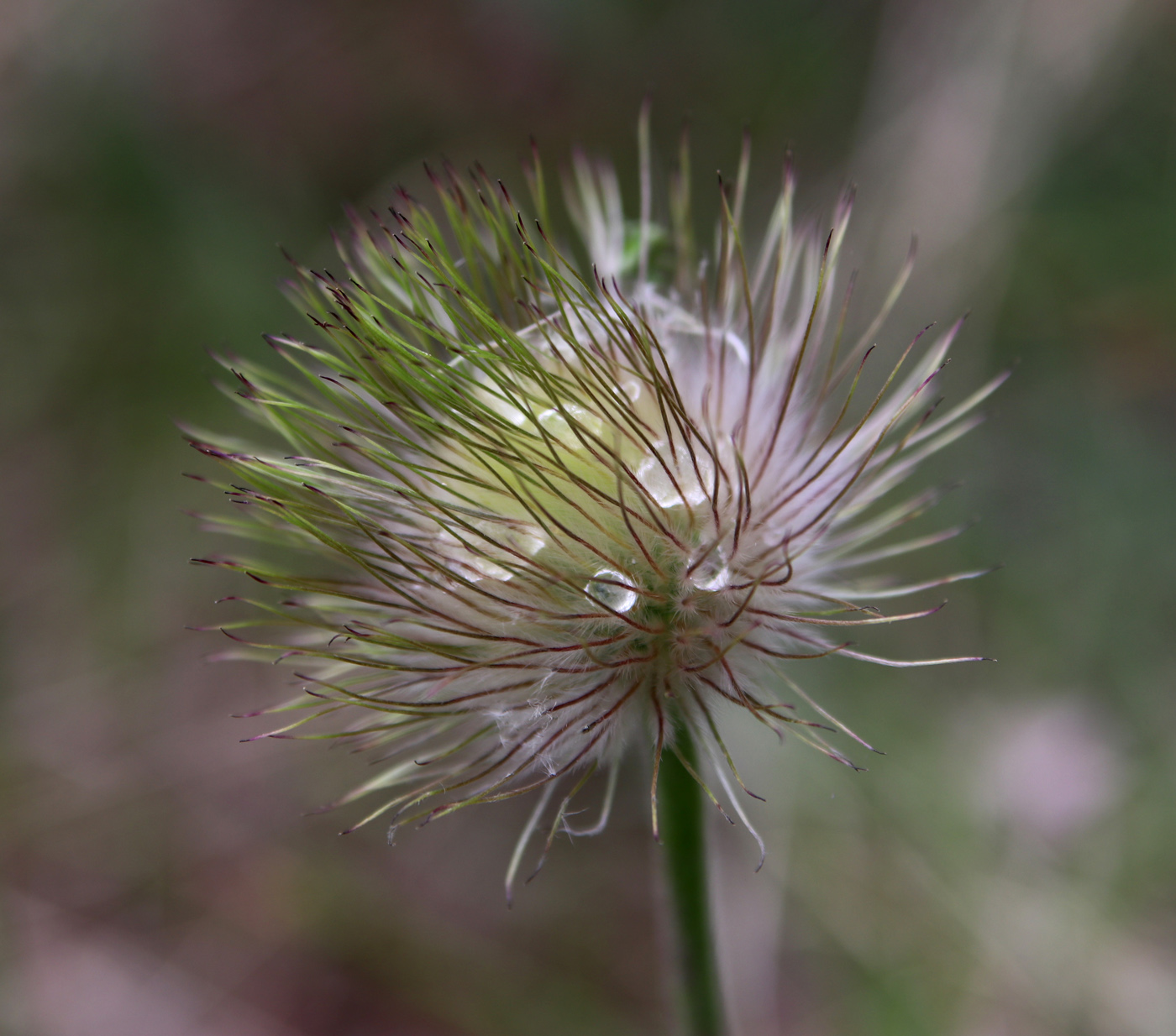 Image of Pulsatilla pratensis specimen.