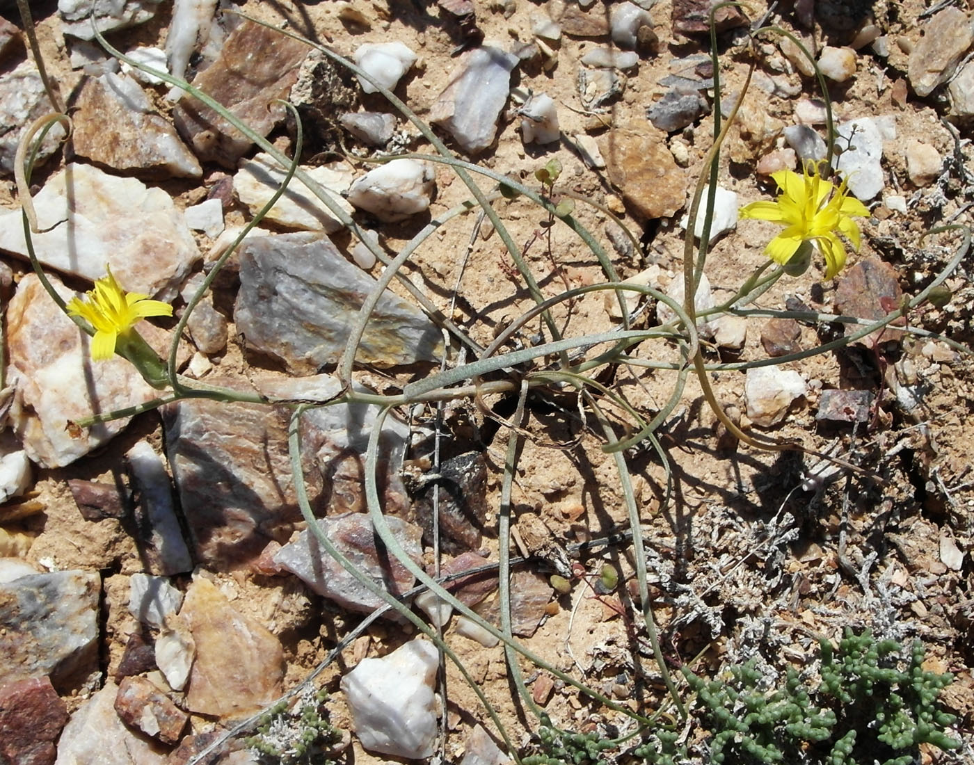 Image of Takhtajaniantha pusilla specimen.