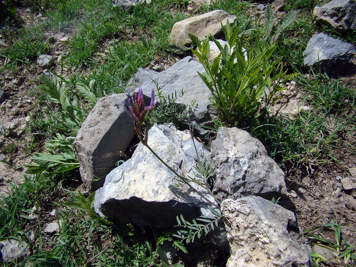 Image of Astragalus bosbutooensis specimen.